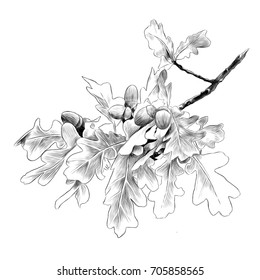 oak branch sketch vector graphics monochrome drawing