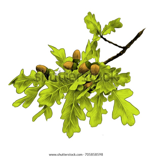 Oak Branch Sketch Vector Graphics Color Stock Vector (royalty Free 