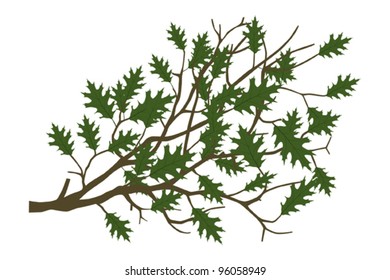 Oak branch summer