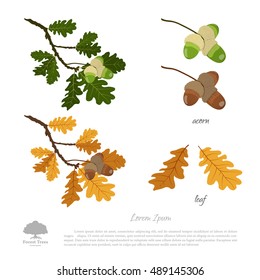 Oak branch in summer and autumn. Oak leaves and acorns. Vector illustration