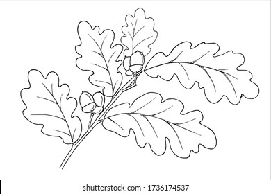 Line Drawing Oak Leaf Images Stock Photos Vectors Shutterstock