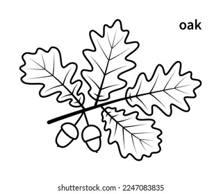 Oak branch vector line icons. Nature and ecology. Oak, leaves, plant, icon, drawing, fetus, title and more. Isolated collection of oak branch for web sites icon on white background.