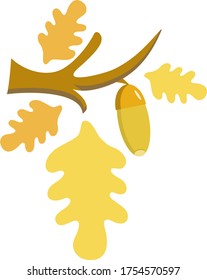 Oak branch with yellow leaves and acorn on a white background. Vector