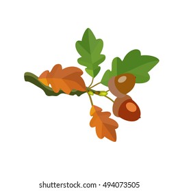 Oak branches with acorns. 