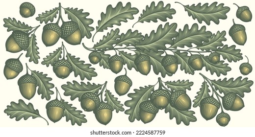 Oak branches and acorns. Design set. Editable hand drawn illustration. Vector vintage engraving. Isolated on light background. 8 eps