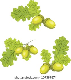 Oak branches with acorns. Vector