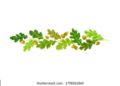 Oak Branches With Green Leaves And Acorns Arranged In Line Vector Illustration