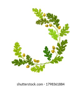 Oak Branches with Green Leaves and Acorns Arranged in Semi Circle Vector Illustration