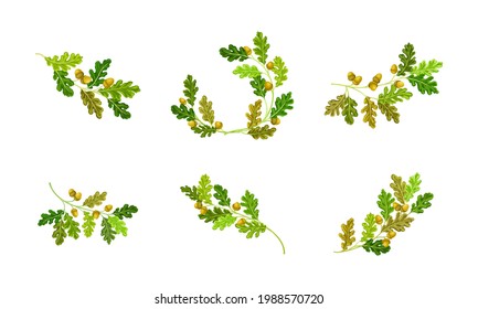 Oak Branches with Green Leaves and Acorns Vector Set