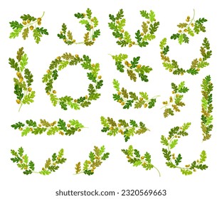 Oak Branches with Green Leaves and Acorns Big Vector Set