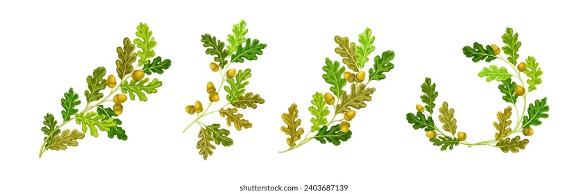 Oak Branches with Green Leaves and Acorns Vector Set