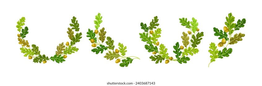 Oak Branches with Green Leaves and Acorns Arranged in Laurel Vector Set