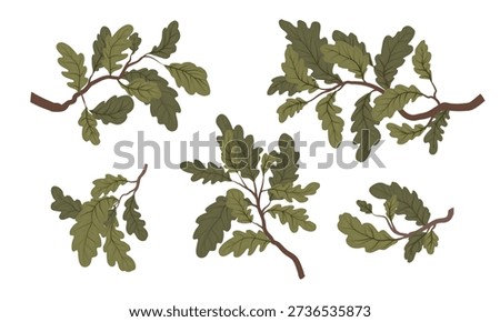 Oak branches. Realistic vector plant.