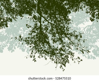 oak branches in the summer