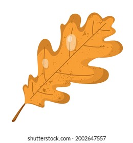 Oak brown leaf flat vector illustration.
