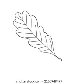 Oak contour leaf, outline autumn natural isolated object for seasonal design, simple fall ornament collection in hand drawn doodle style for cards, invitations, Thanksgiving decor