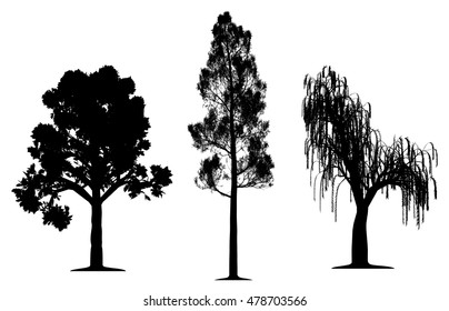 Oak, forest pine and weeping willow tree