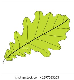 
Oak green leaf on a white background.