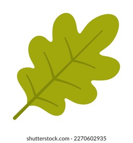 Oak green leaf on a white background.