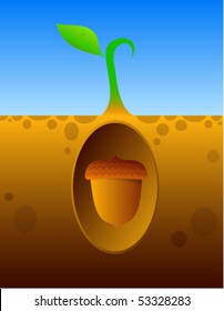 Oak growing illustration