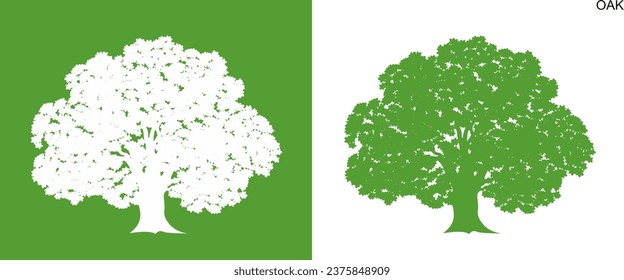 Oak growing stages. Isolated oak tree on white background