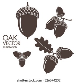 Oak. Isolated acorns on white background. Vector illustration 