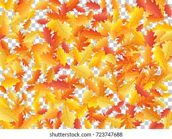 Oak leaf abstract background seasonal vector illustration. Autumn leaves falling graphic design. Fall season specific vector background. Oak tree autumn foliage on transparent.