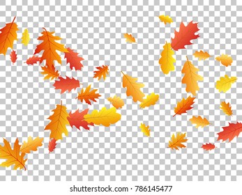 Oak leaf abstract background seasonal vector illustration. Autumn leaves falling graphic design. Fall season specific vector background. Oak tree autumn foliage on transparent backdrop.