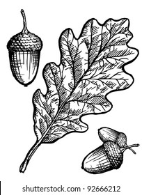 oak leaf and acorn