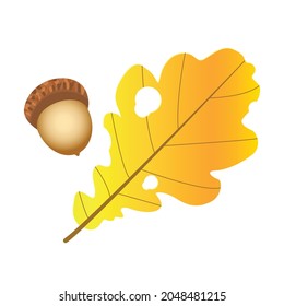 An oak leaf, and an acorn. Autumn ldes, foliage. Parks.