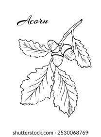 Oak leaf and acorn. Oak branch with acorns and leaves. Hand-drawn botanical illustration