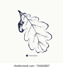 Oak leaf with acorn hand drawn. The image of oak leaf with acorn can be used for tattoo, engraving, printing t shirts, fashion design. Vector illustration.