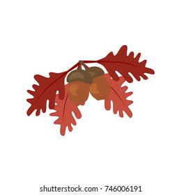 Oak leaf and acorn isolated on white background. Vector illustration