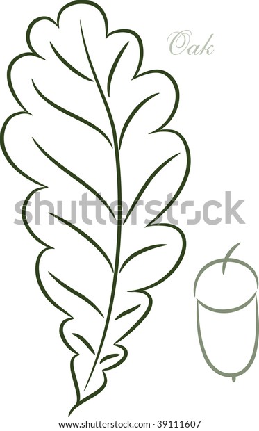 oak leaf and acorn drawing