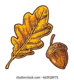Oak leaf and acorn. Vector color vintage engraved illustration. Isolated on white background
