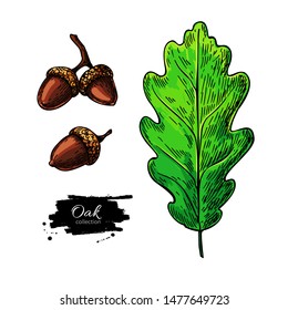 Oak leaf and acorn vector drawing set. Forest elements. Hand drawn detailed botanical illustration. Vintage seasonal decor. Great for label, sign, icon, seasonal decor