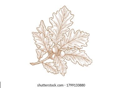 Oak leaf and acorn Vector illustration - Hand drawn - Out line