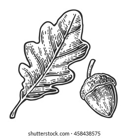 Oak leaf and acorn. Vector vintage engraved illustration. Isolated on white background