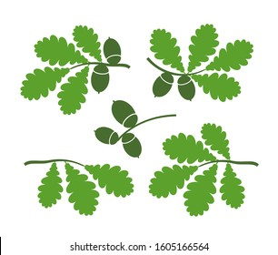 Oak leaf and acorns. Isolated oak on white background