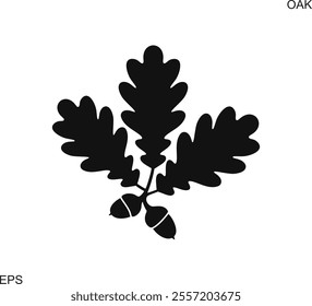 Oak leaf and acorns. Isolated oak on white background