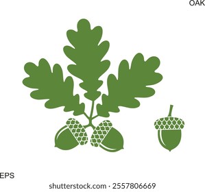 Oak leaf and acorns. Isolated oak on white background