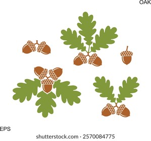 Oak leaf and acorns. Isolated oak on white background