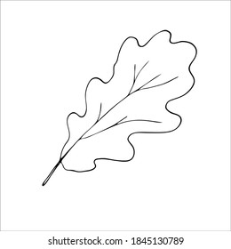 Oak Leaf Botanical Vector Illustration Isolated Stock Vector (Royalty ...