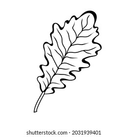 Hojas de roble al estilo doodle. Dibujo botánico. Elemento para tarjetas, carteles, pegatinas y diseño profesional. Ilustración vectorial dibujada a mano.