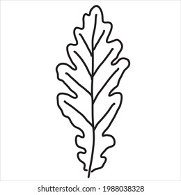 Eichenblatt im Doodle-Stil. handgezeichnete Vektorgrafik