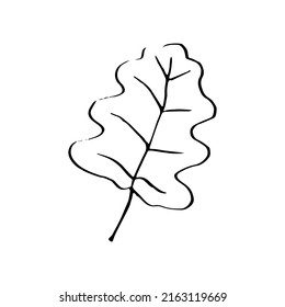 Oak leaf in doodle style. Isolated vector. 