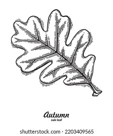 Oak Leaf. Drawing With Strokes. Vintage Leaf. Autumn Vector Graphics. Oak Leaf Engraving Isolated On White Background. Hand-drawn Autumn Leaf.