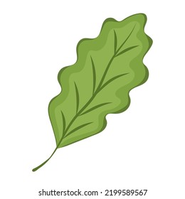 Oak leaf, drawing, vector illustration