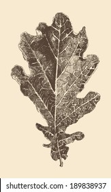 oak leaf engraving style, vintage illustration, hand drawn  