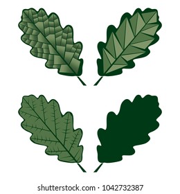 Oak leaf. Green. Vector illustration.